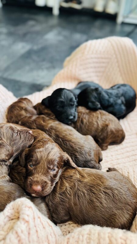 F1cockapoo puppies