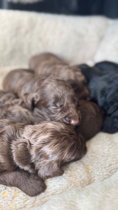 F1cockapoo puppies - Image 2 of 15