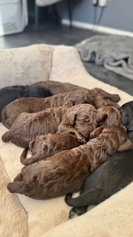 F1cockapoo puppies - Image 3 of 15