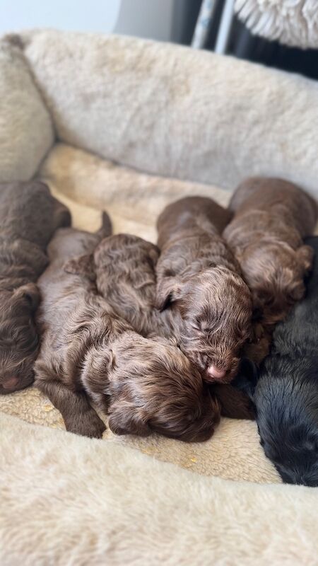 F1cockapoo puppies - Image 4 of 15