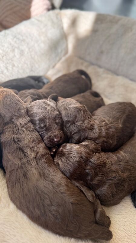 F1cockapoo puppies - Image 5 of 15