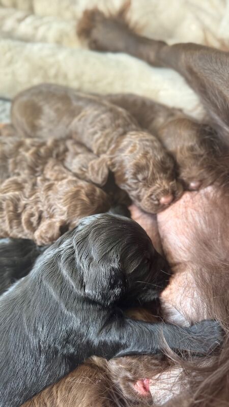 F1cockapoo puppies - Image 6 of 15