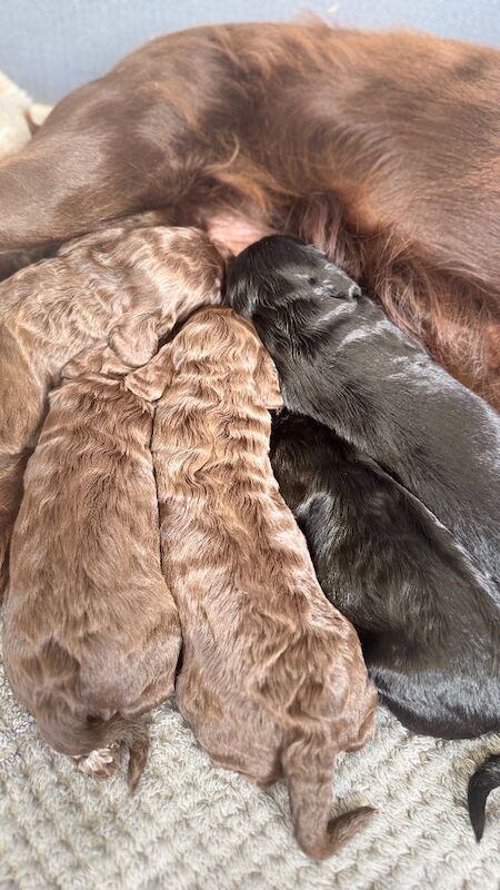 F1cockapoo puppies - Image 7 of 15