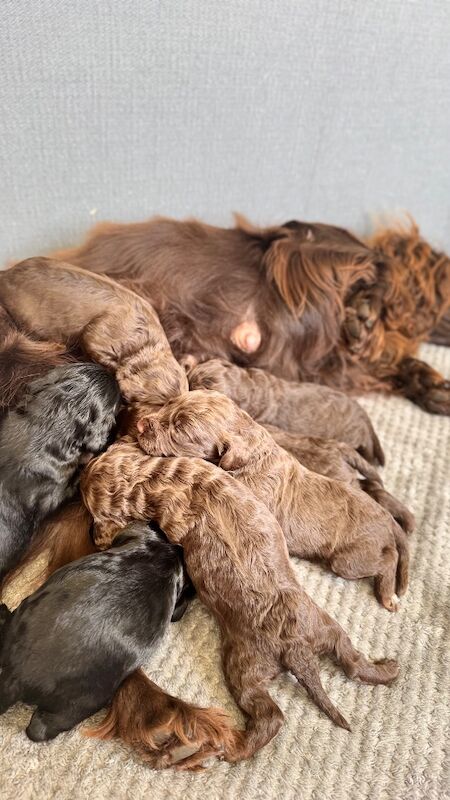 F1cockapoo puppies - Image 8 of 15