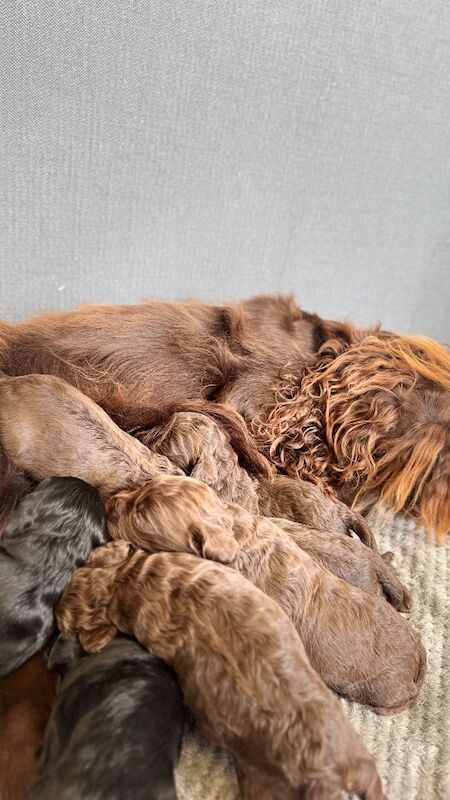 F1cockapoo puppies - Image 9 of 15