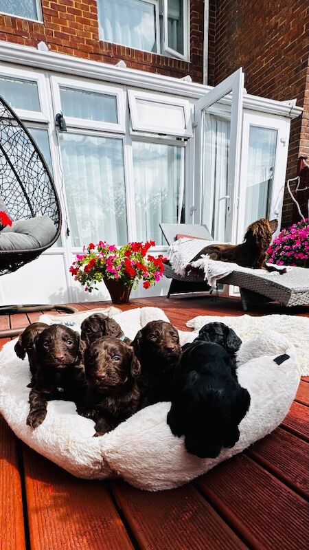 F1cockapoo puppies - Image 11 of 15