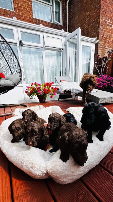 F1cockapoo puppies - Image 12 of 15