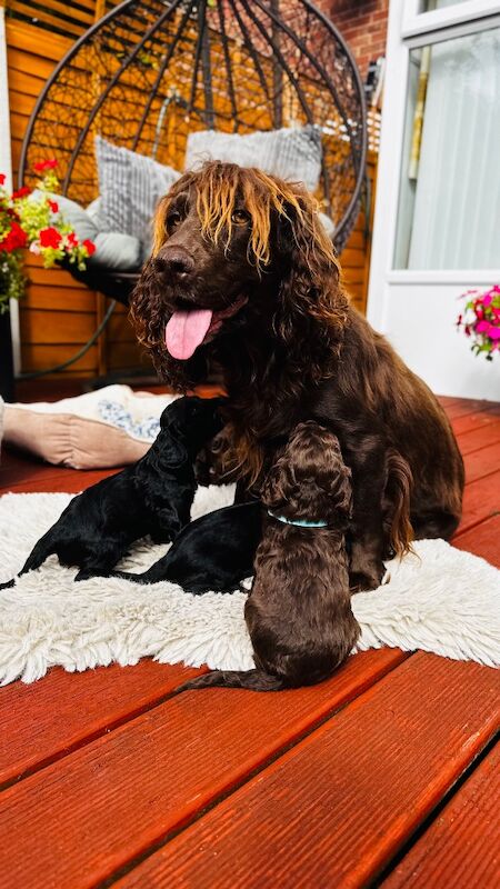 F1cockapoo puppies - Image 13 of 15