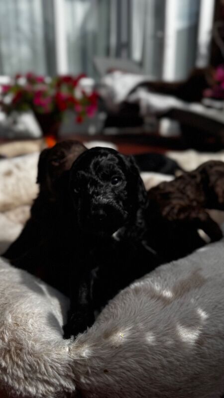 F1cockapoo puppies - Image 14 of 15