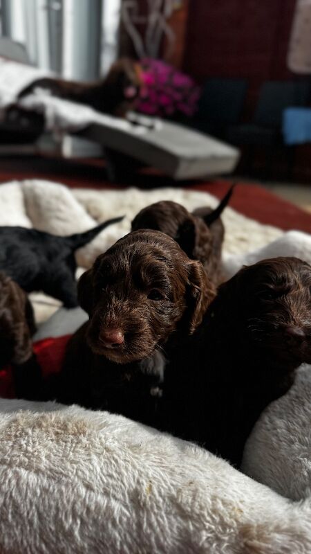 F1cockapoo puppies - Image 15 of 15