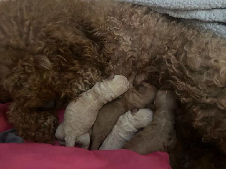 Cockapoo puppies for sale in Spennymoor, Durham – 2 weeks old