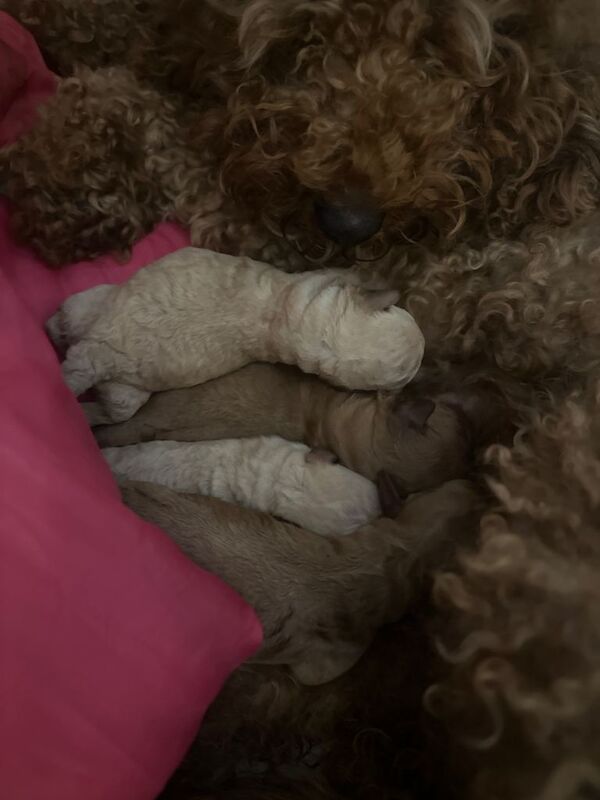 Cockapoo puppies for sale in Spennymoor, Durham – 2 days old - Image 2 of 3