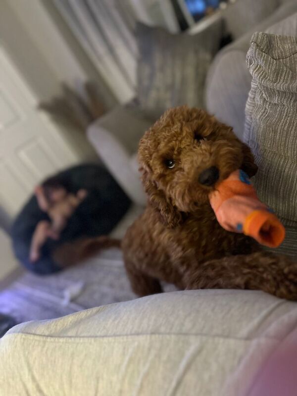 Cockapoo puppies for sale in Spennymoor, Durham – 2 days old - Image 3 of 3