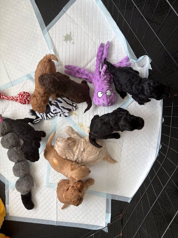Cockapoo puppies for sale in Bishop Auckland, Durham – 6 weeks old