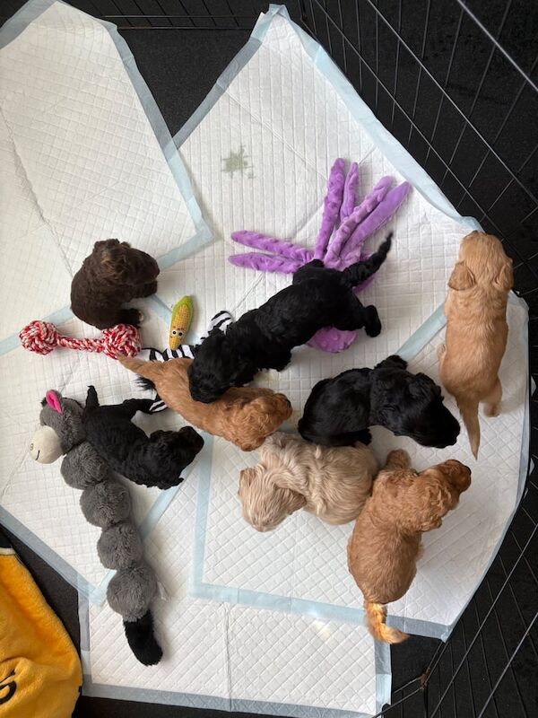 Cockapoo puppies for sale in Bishop Auckland, Durham – 6 weeks old - Image 2 of 3