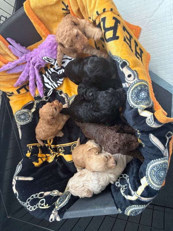 Cockapoo puppies for sale in Bishop Auckland, Durham – 6 weeks old - Image 3 of 3