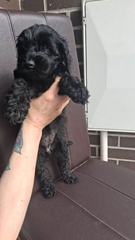 F2 cockapoo - Image 2 of 3