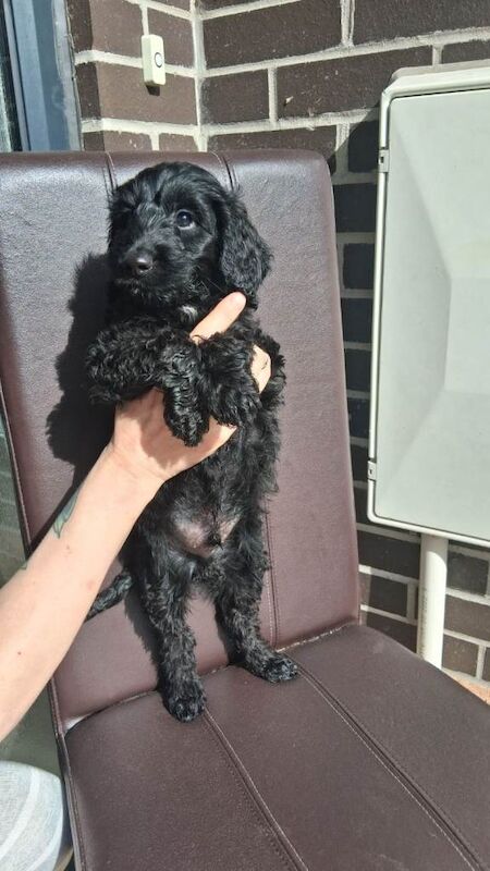 F2 cockapoo - Image 3 of 3