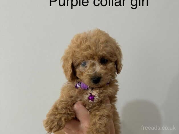 Cockapoo puppies for sale in Barnsley, South Yorkshire – 1 year old - Image 4 of 5