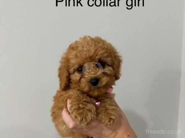 Cockapoo puppies for sale in Barnsley, South Yorkshire – 1 year old - Image 5 of 5