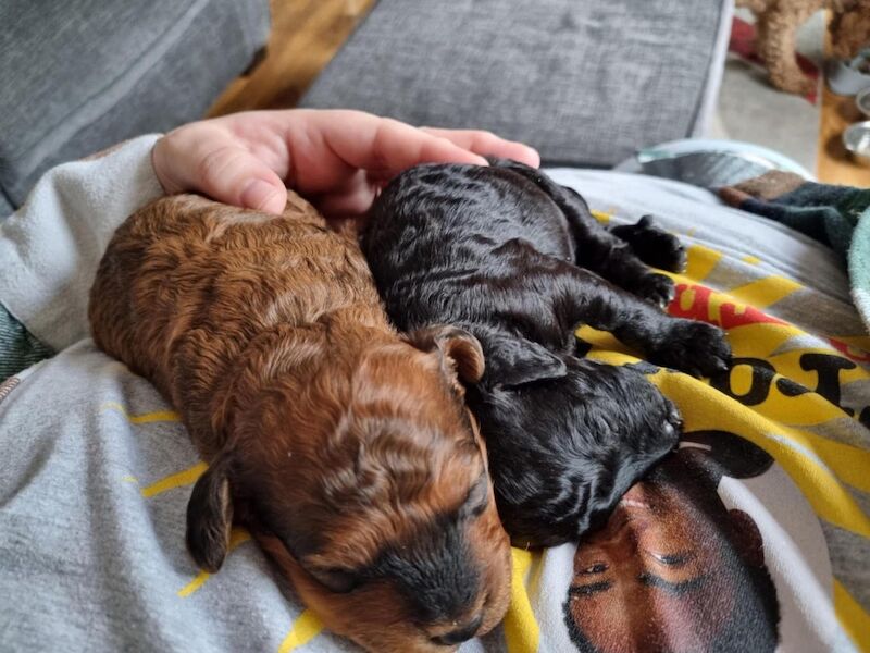F2 cockapoo puppies for sale in Middlesbrough, North Yorkshire