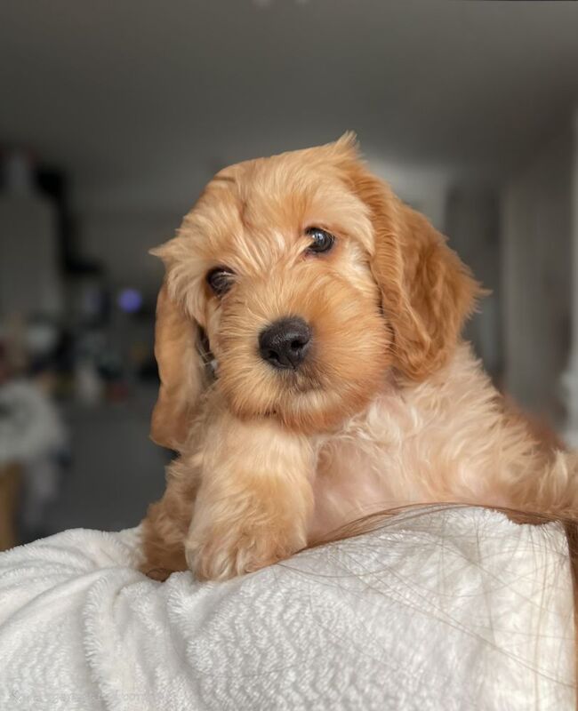 Apricot Cockapoo puppies for sale in Tranent, East Lothian – 9 weeks old