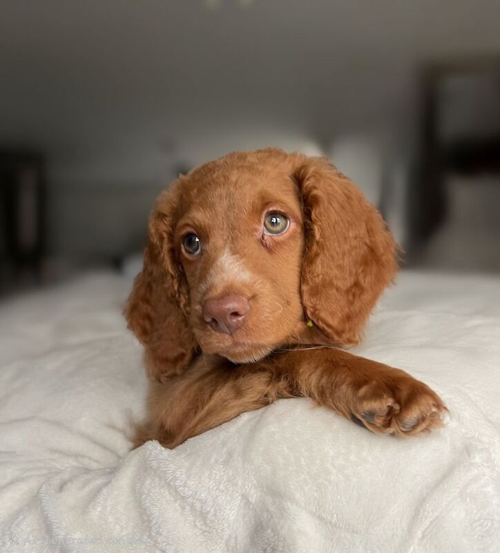 Cockapoo puppies for sale in Tranent, East Lothian – 9 weeks old - Image 2 of 8