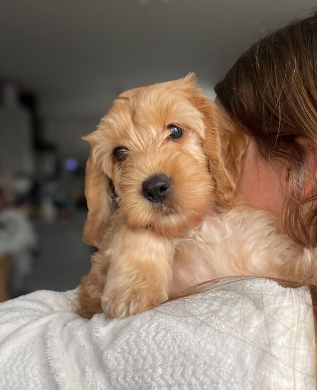 Cockapoo puppies for sale in Tranent, East Lothian – 9 weeks old - Image 3 of 8
