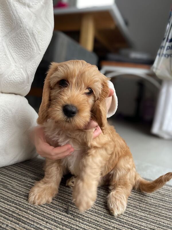 Cockapoo puppies for sale in Tranent, East Lothian – 9 weeks old - Image 5 of 8