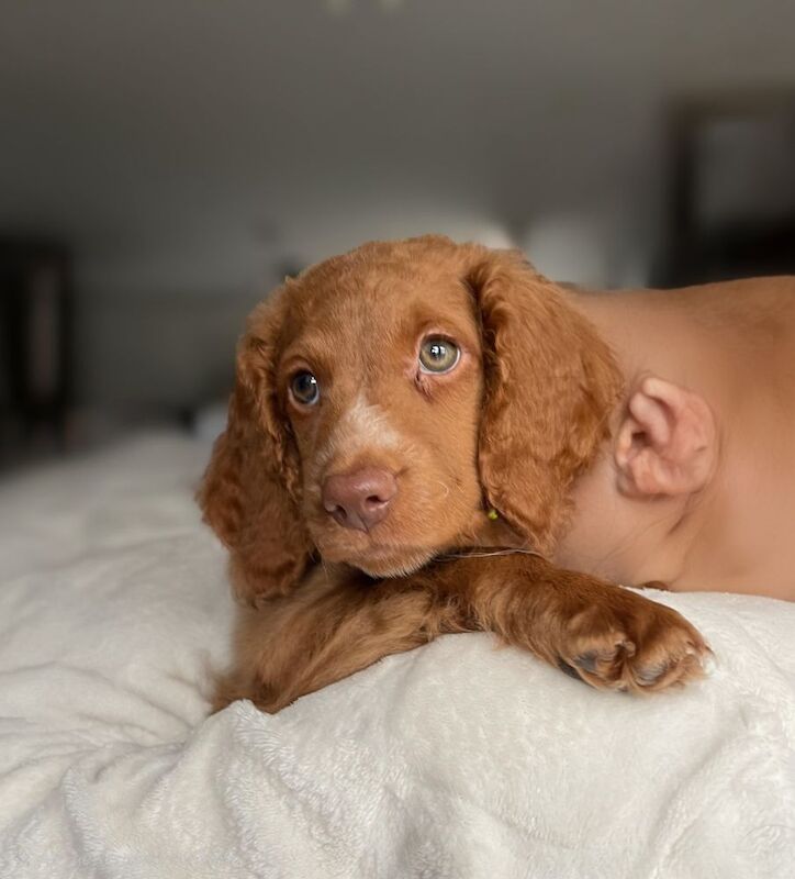 Cockapoo puppies for sale in Tranent, East Lothian – 9 weeks old - Image 6 of 8