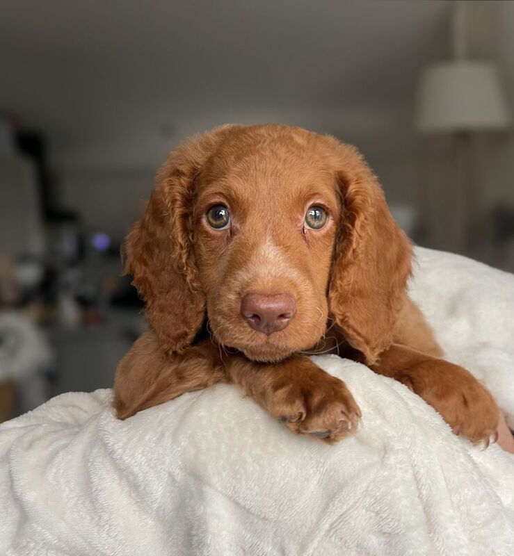 Cockapoo puppies for sale in Tranent, East Lothian – 9 weeks old - Image 7 of 8
