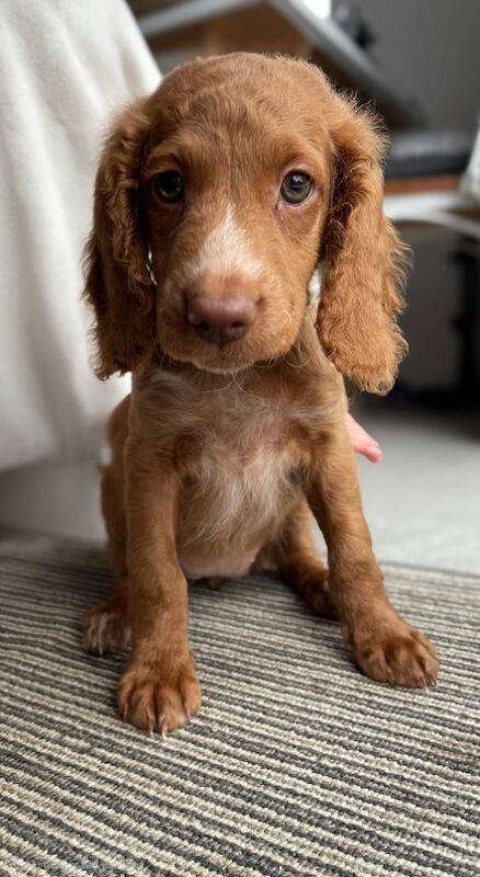Cockapoo puppies for sale in Tranent, East Lothian – 9 weeks old - Image 8 of 8