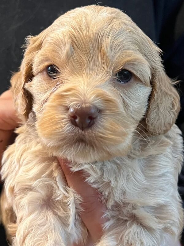 F2 Cockapoo Puppies for sale in Aboyne, Aberdeenshire