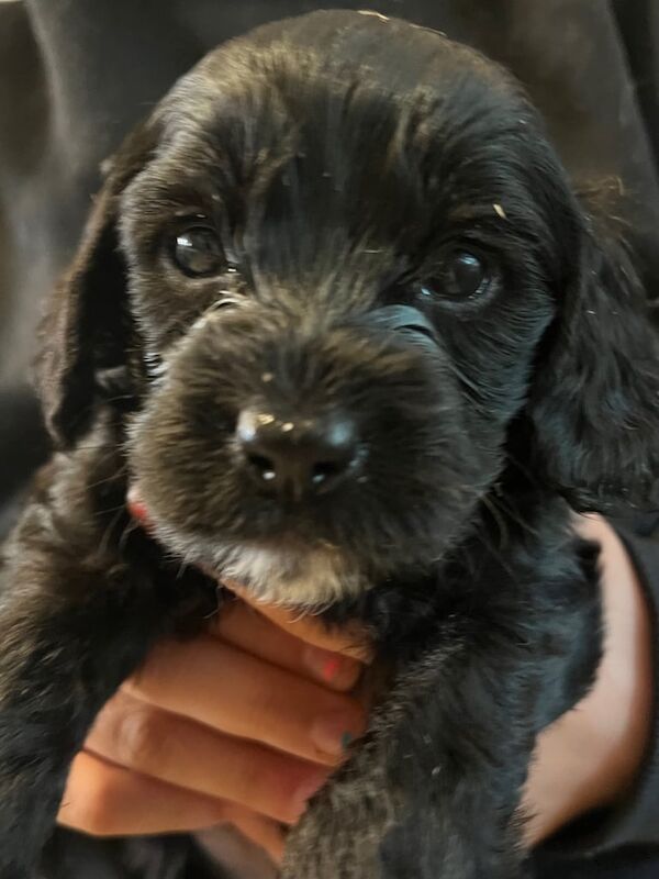 F2 Cockapoo Puppies for sale in Aboyne, Aberdeenshire | Image 2
