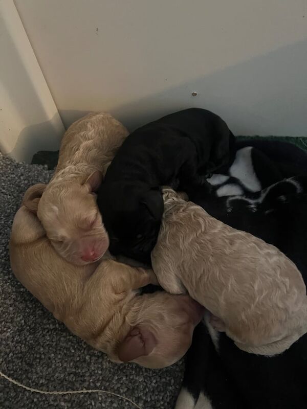 F2 Cockapoo Puppies for sale in Aboyne, Aberdeenshire | Image 3