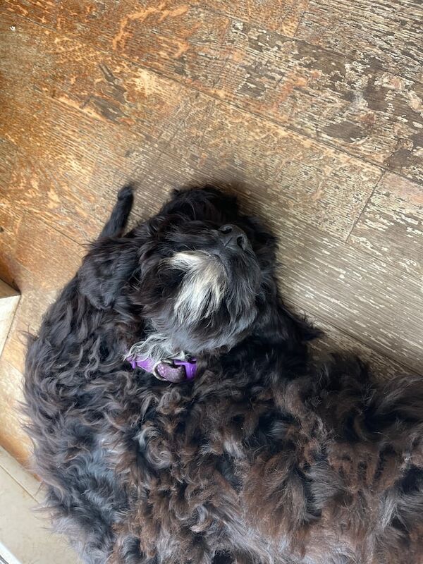 Cockapoo puppies for sale in Anstey, Leicestershire – 3 months old