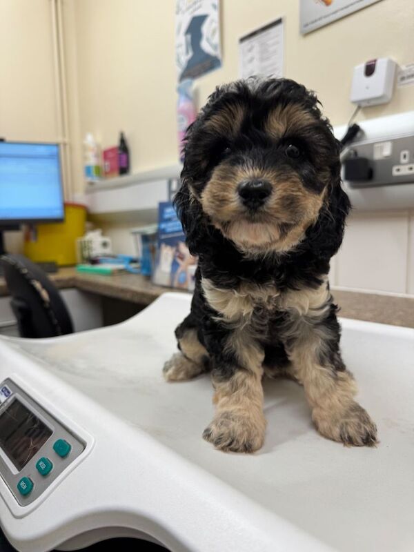 Cockapoo puppies for sale in Kingston upon Hull, East Riding Of Yorkshire – 5 months old - Image 2 of 4