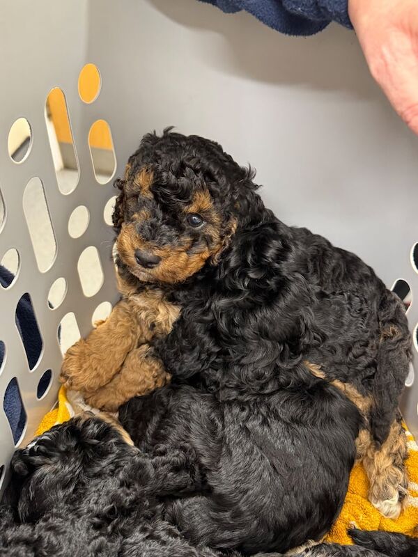 Cockapoo puppies for sale in Kingston upon Hull, East Riding Of Yorkshire – 5 months old - Image 3 of 4