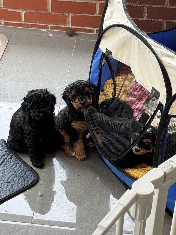 Cockapoo puppies for sale in Kingston upon Hull, East Riding Of Yorkshire – 5 months old - Image 4 of 4
