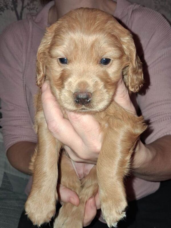 F2 cockapoo puppies - Image 2 of 3