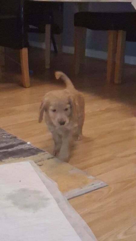 F2 cockapoo puppies - Image 3 of 3