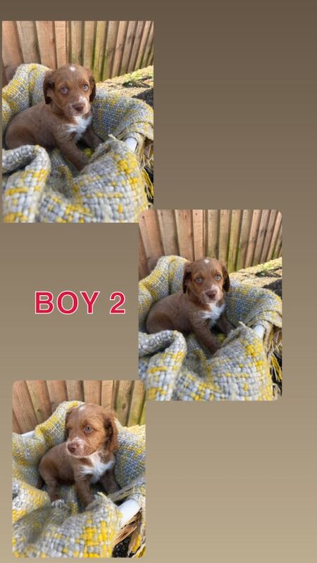 F2 Cockapoo puppies - Image 2 of 4