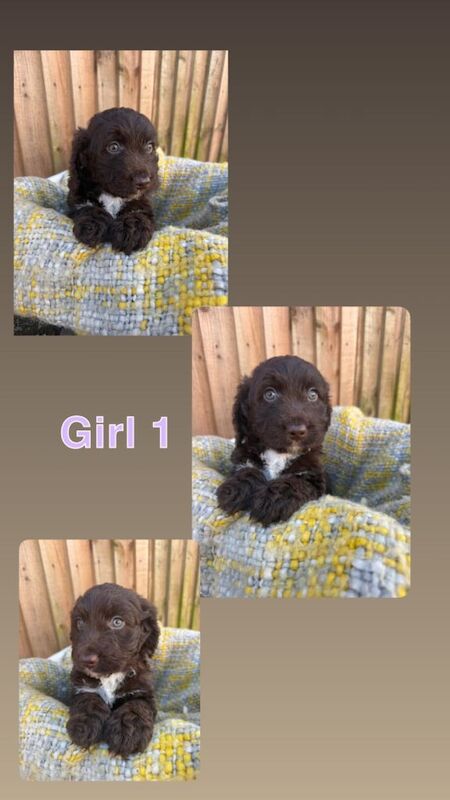 F2 Cockapoo puppies - Image 3 of 4