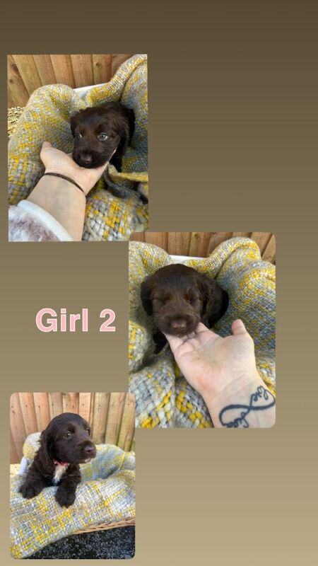 F2 Cockapoo puppies - Image 4 of 4