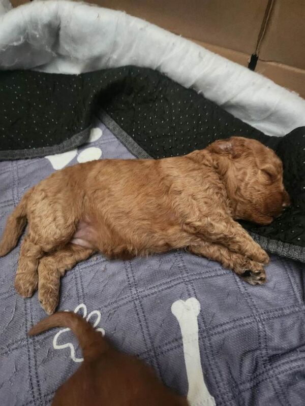 F2 Cockapoo puppies - Image 2 of 3