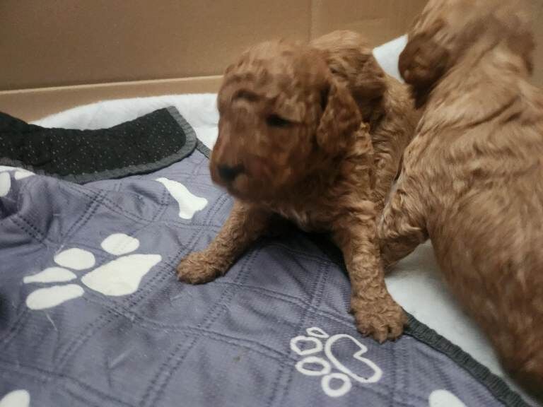 F2 Cockapoo puppies - Image 3 of 3
