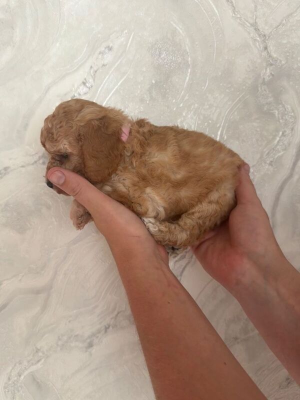 F2 Cockapoo Puppies - Image 2 of 6
