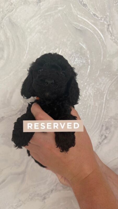 F2 Cockapoo Puppies - Image 3 of 6