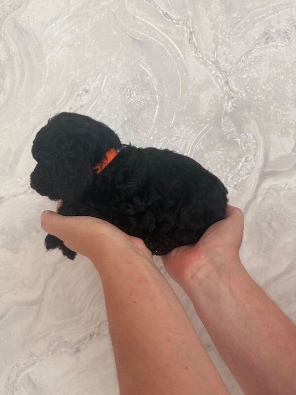 F2 Cockapoo Puppies - Image 4 of 6