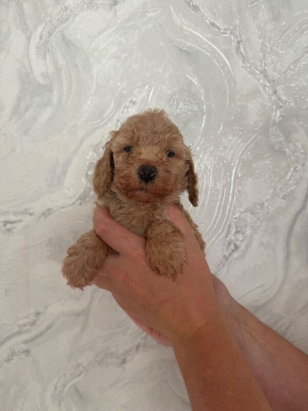 F2 Cockapoo Puppies - Image 5 of 6